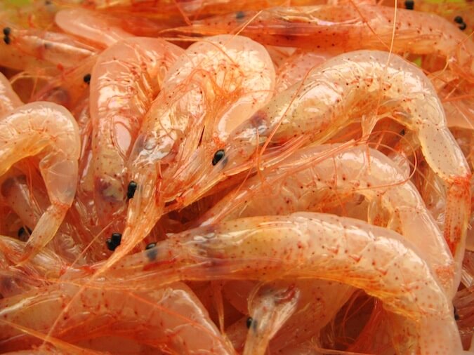 駿河湾産 生桜えび（サクラエビ） | お中元に干物を通販でお取り寄せも