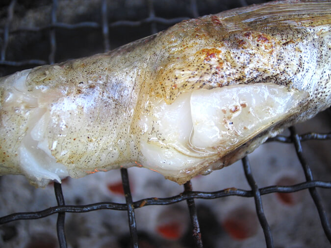 駿河湾産の深海魚メヒカリ