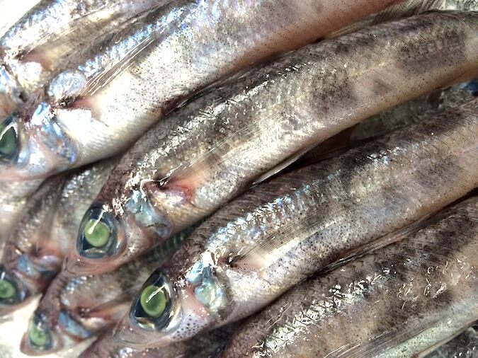 駿河湾産深海魚メヒカリ丸干し干物