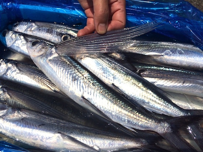 伊豆沖水揚げの飛び魚を干物に