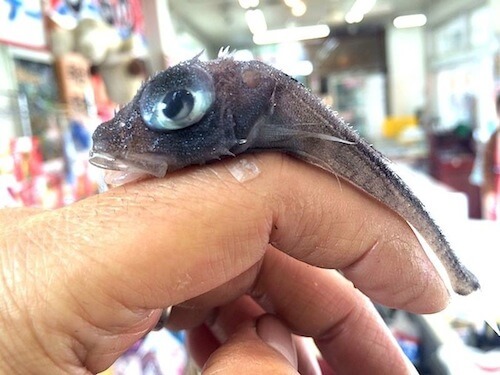 可愛い深海魚トリカジカ