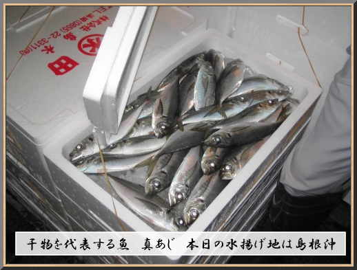 干物を代表する魚種、真あじ